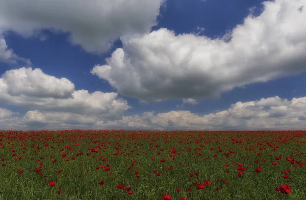 Amapolas florecientes de primavera en el campo — Foto de Stock