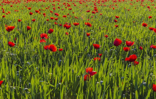 Amapolas florecientes de primavera en el campo — Foto de Stock