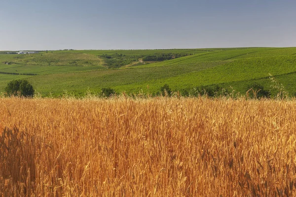 Campo de trigo, plantaciones de uva y cielo azul — Foto de Stock