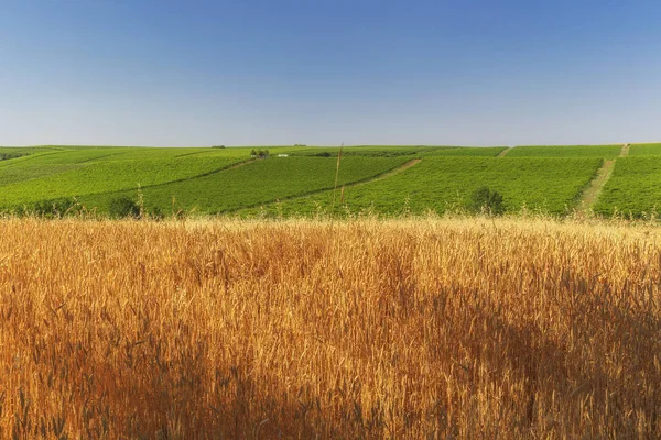 Campo de trigo, plantaciones de uva y cielo azul — Foto de Stock