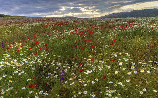 A field of daisies, poppies and mountain lavender high in the mo