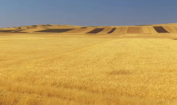 Campos de trigo maduro en las montañas — Foto de Stock