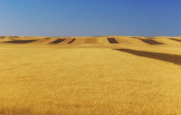 Fields of ripened wheat in the mountains — Stock Photo, Image