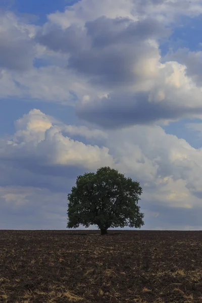 Lonely tree standing on a plowed field on the background of beau — Stock Photo, Image