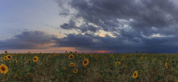 Sunflowers field at sunset in the mountains