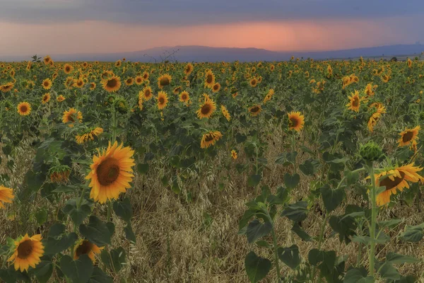 Champ de tournesols au coucher du soleil dans les montagnes — Photo