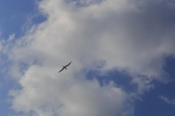 A seagull carrying a fish in its beak against the sky with cloud — Stock Photo, Image