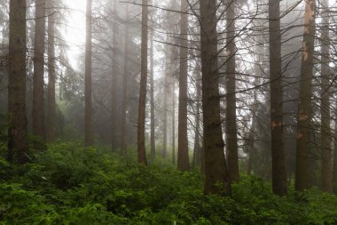 Tartar Dağları'nda puslu kozalaklı orman