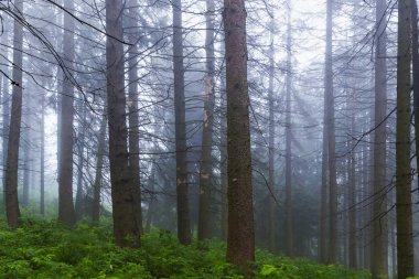 Tartar Dağları'nda puslu kozalaklı orman