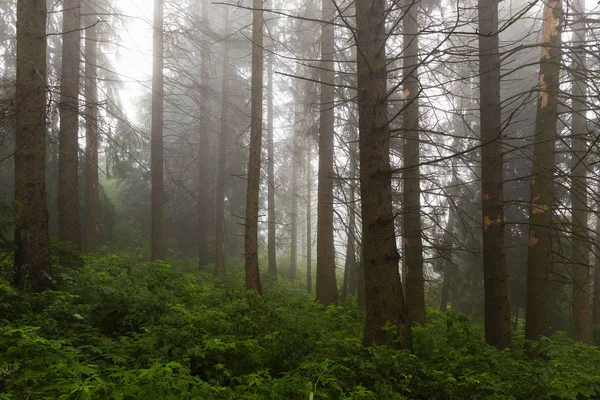 Tartar Dağları'nda puslu kozalaklı orman