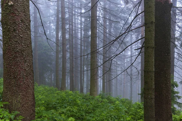 Bosque de coníferas brumosas en las montañas del Tártaro — Foto de Stock