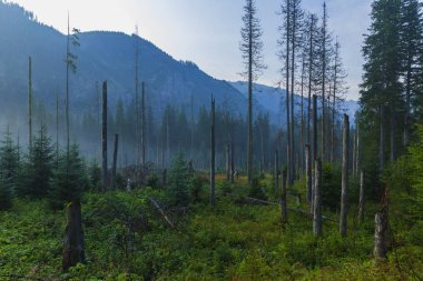 Tatra dağlarında kesilen ve kırılan ağaçlar