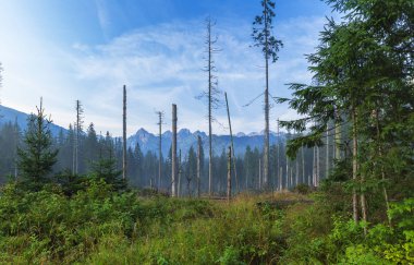 Tatra dağlarında kesilen ve kırılan ağaçlar