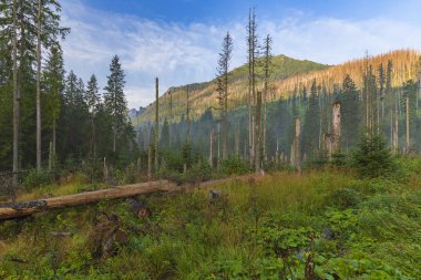 Tatra dağlarında kesilen ve kırılan ağaçlar