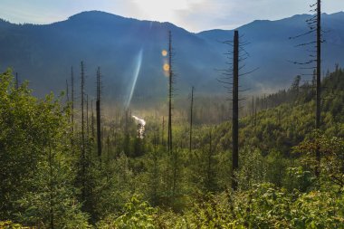 Tatra dağlarında kesilen ve kırılan ağaçlar