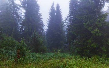 Tartar Dağları'nda puslu kozalaklı orman