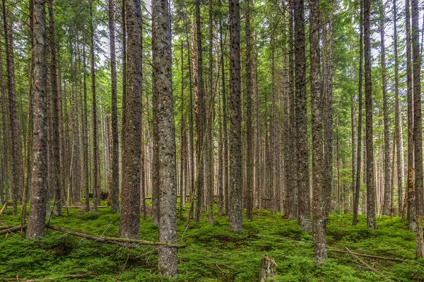 Felled and broken trees in Tatra mountains