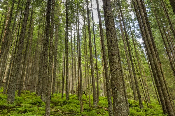 Geveld en gebroken bomen in het Tatra-gebergte — Stockfoto