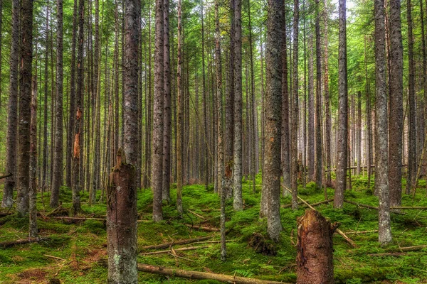 Árboles talados y rotos en las montañas de Tatra — Foto de Stock