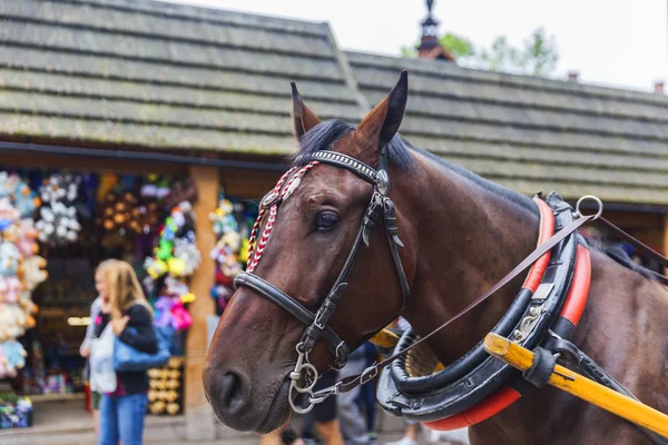 Cavallo imbrigliato in piedi sulla strada — Foto Stock