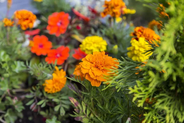 Diversi tipi di fiori nell'aiuola — Foto Stock