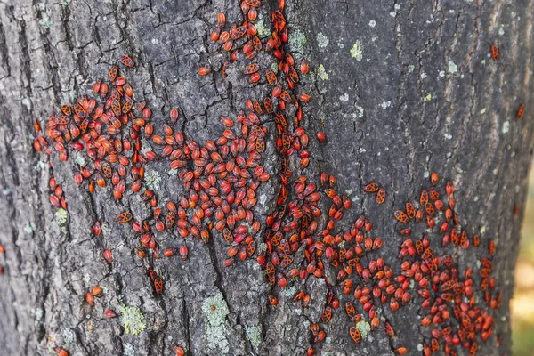 Пожарные Жуки на коре дерева — стоковое фото