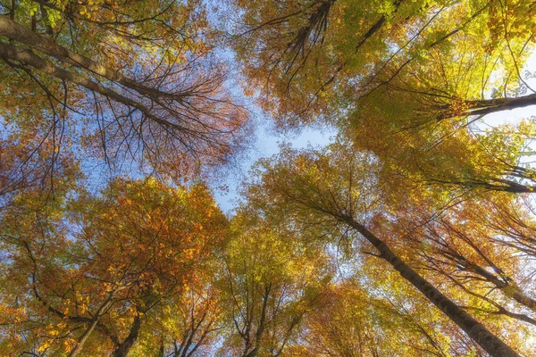 Осенние деревья в лесу. Вид сверху вниз . — стоковое фото