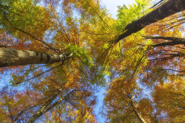 Осенние деревья в лесу. Вид сверху вниз . — стоковое фото