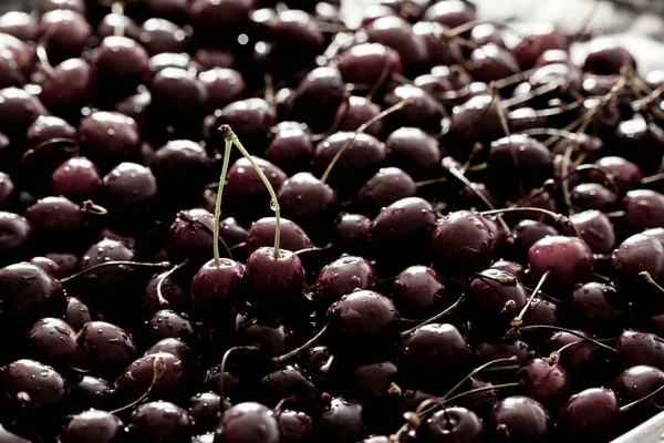 Cereza Dulce Cubierta Con Gotas Agua Una Bandeja —  Fotos de Stock