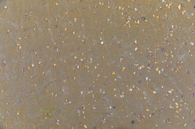 Sahildeki deniz kabuklarının dokusu