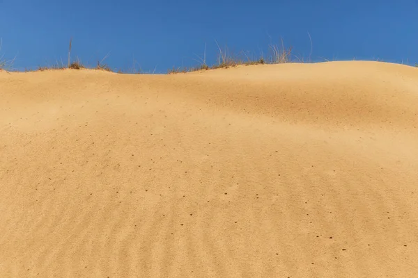 Insetto Tane Sulle Dune Sabbia Della Spiaggia — Foto Stock