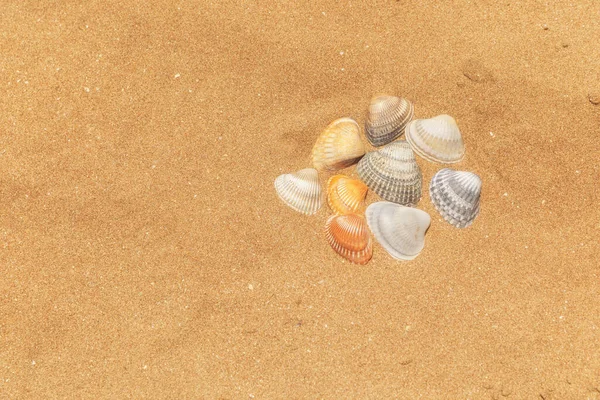 Bunte Muscheln Liegen Auf Dem Goldenen Sand Des Strandes — Stockfoto