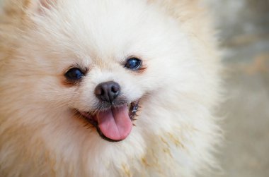 Pomeranian Spitz 'in güzel portresi