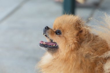Pomeranian Spitz 'in güzel portresi