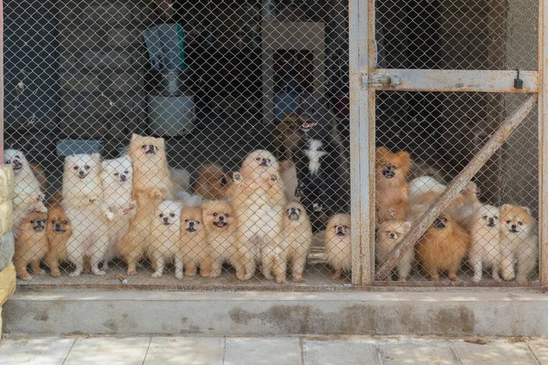 Pomeranian Spitz Aviary Dog Breeding — Stock Photo, Image