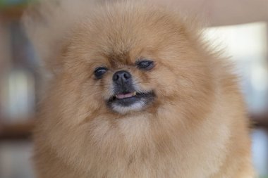 Pomeranian Spitz 'in güzel portresi