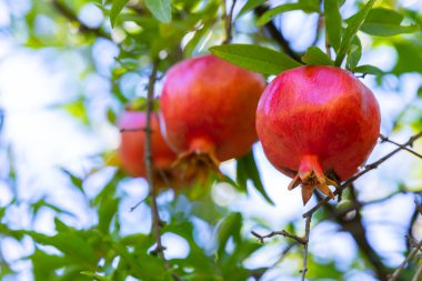 Sonbaharda ağaçta olgun nar.