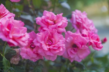 Bahçede açan pembe güller