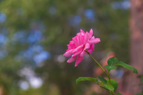 Ανθισμένα Ροζ Τριαντάφυλλα Στον Κήπο — Φωτογραφία Αρχείου