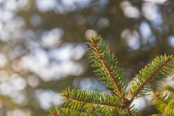 Vacker Gren Julgran Naturen — Stockfoto