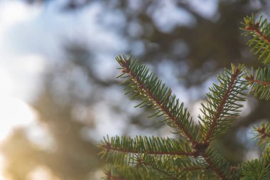 Doğada bir Noel ağacının güzel dalı