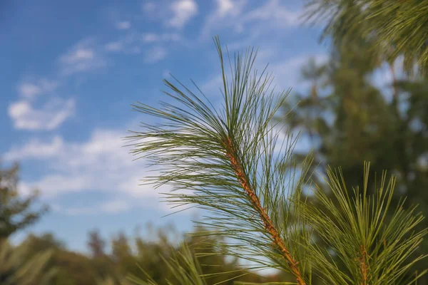 Vacker Gren Julgran Naturen — Stockfoto