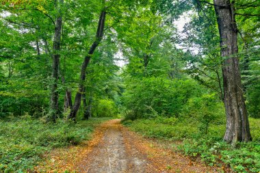 Sonbaharın ortasında sık bir orman