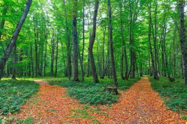 Sonbaharın ortasında sık bir orman