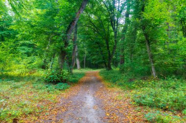 Sonbaharın ortasında sık bir orman