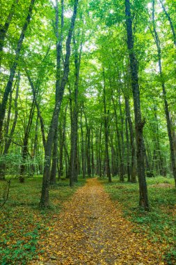 Sonbaharın ortasında sık bir orman
