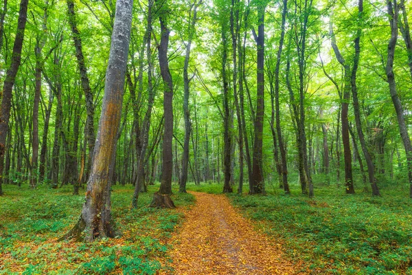 Dense forest in the middle of autumn