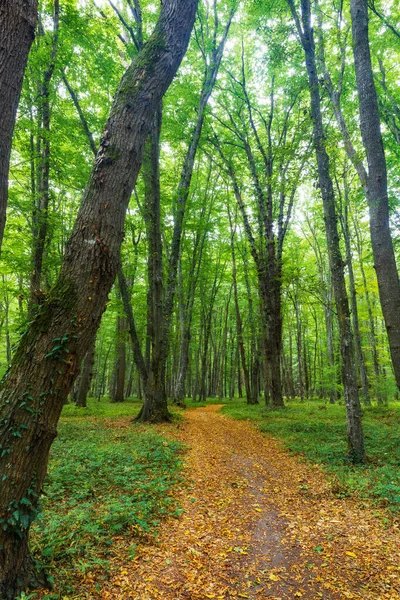 Густий Ліс Середині Осені — стокове фото