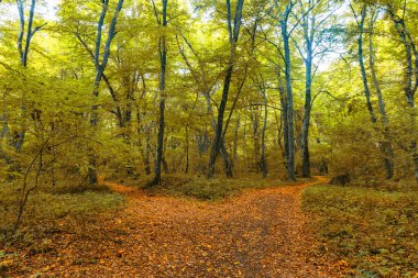 Sonbaharın ortasında sık bir orman