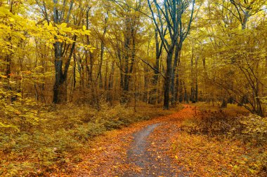 Sonbaharın ortasında sık bir orman